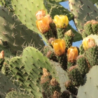 gorgeous cactus